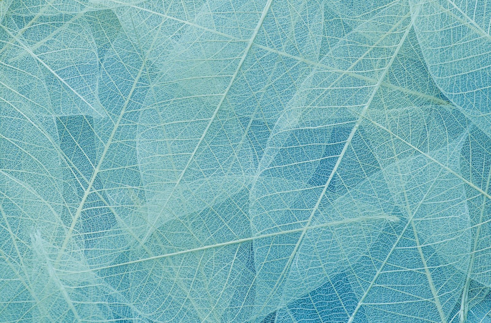 Topa